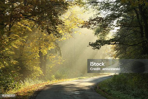 Incantevole Foresta Dautunno Allalba - Fotografie stock e altre immagini di Bosco - Bosco, Luce, Sentiero