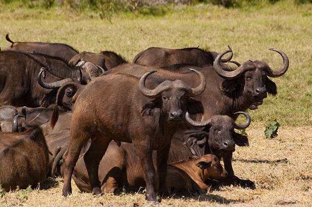 istock Buffalo grazing in Tanzania 153765385