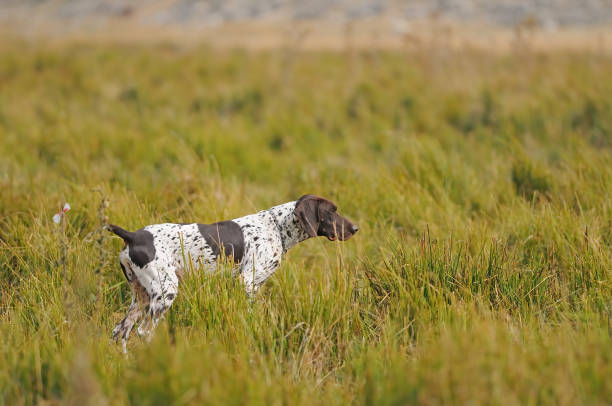 istock The hound is looking for its prey. 1537655044