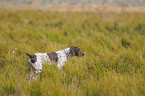 The hunting dog on the hunt looks into the air and is ready to catch and fetch.