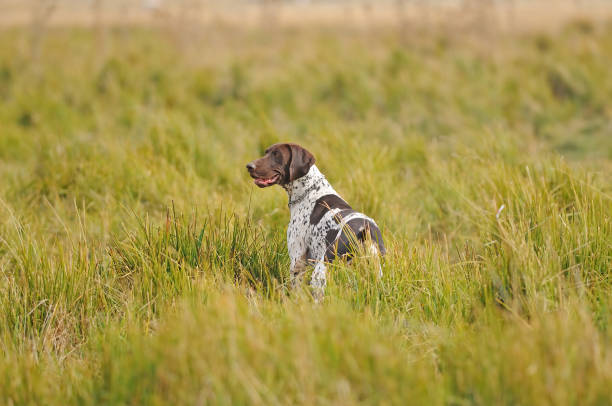 istock The hound is looking for its prey. 1537655045