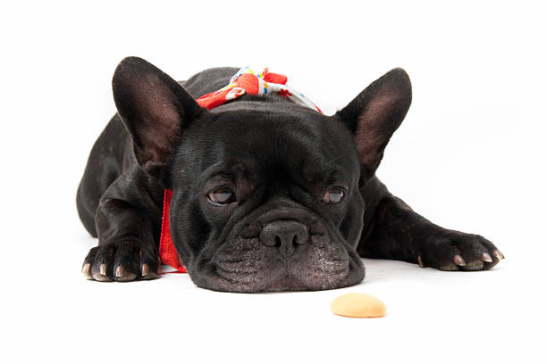 istock Laying french bulldog with biscuit 153765540