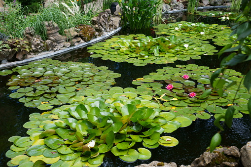 Rear View Of A Frog On A Lotus Leaf In A Garden Pond Under The Scorching Sun