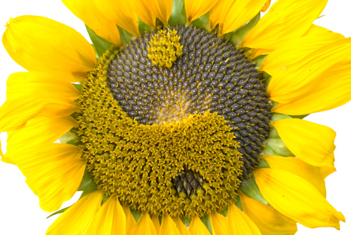 sunflower with petals and the symbol of yin-yang