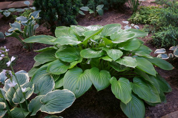 istock A green host plant in a recreation park. 1537657700