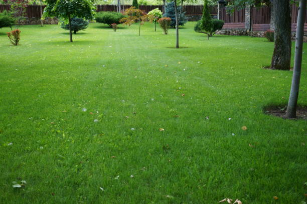 istock Green lawn in the recreation park. 1537658733