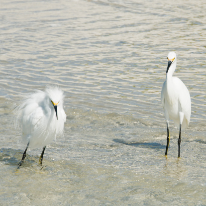 Two egrets standing in the surf at Naples Beach, Florida. One egret appears fat with ruffled feathers, the other stands tall and slim. Lots of copy space.