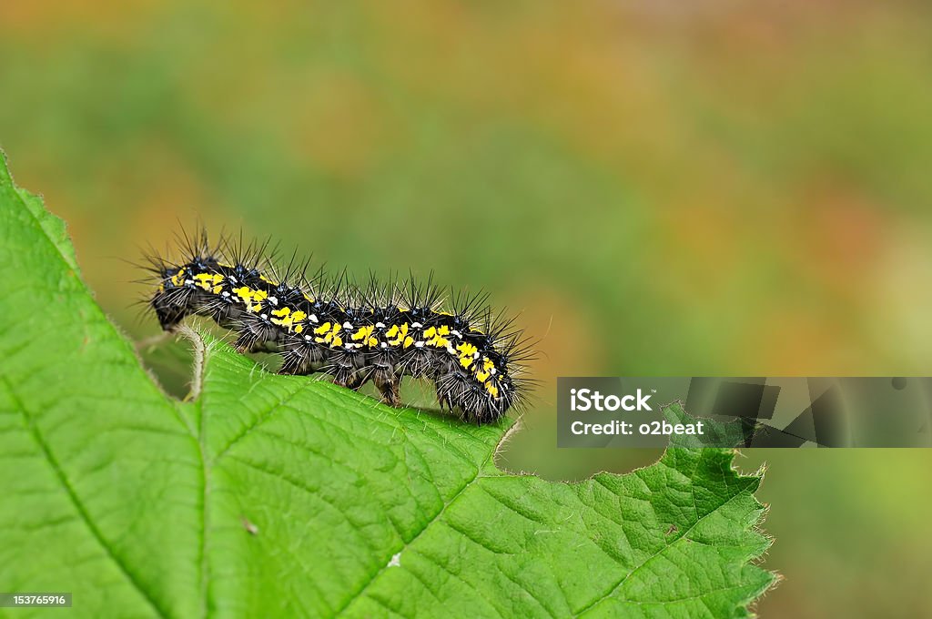 Caterpillar - Foto de stock de Animal libre de derechos