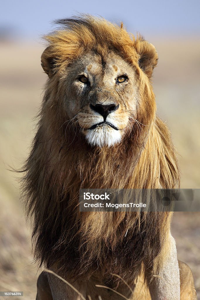 Lion with large golden mane, Serengeti, Tanzania Lion alpha male, Serengeti National Park, Tanzania, East Africa Africa Stock Photo