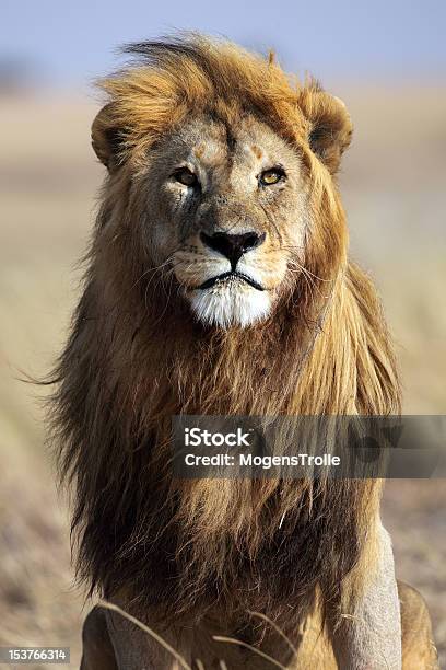 Lion With Large Golden Mane Serengeti Tanzania Stock Photo - Download Image Now - Africa, Animal, Animal Mane