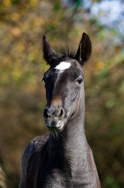 Lipizzan horse foal