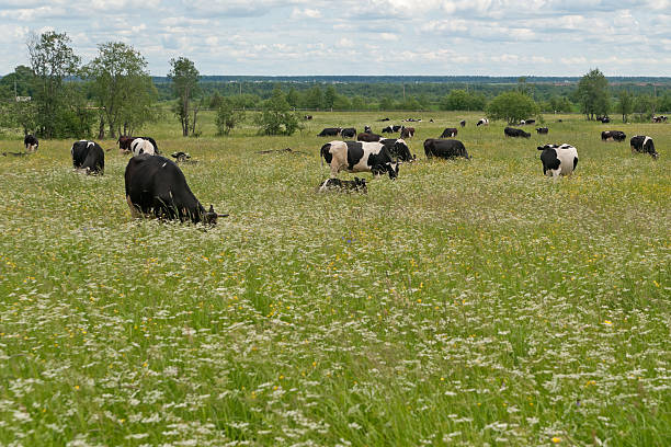 istock Herd of black and white cows graze on blossoming meadow 153766633