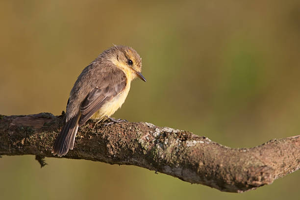 istock Vermilion Flycatcher female 153766780