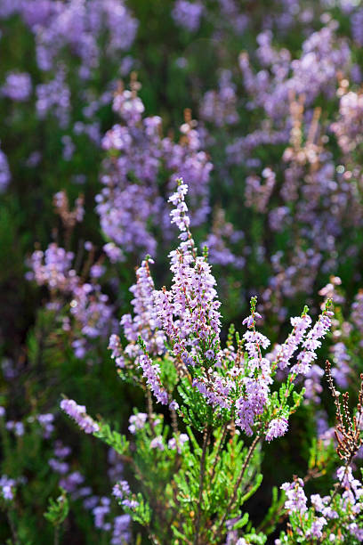 cornejo heather - heather wildflower low angle view flower head fotografías e imágenes de stock