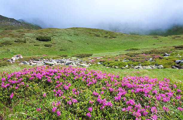 istock Rhododendron flowers in summer mountain 153767134