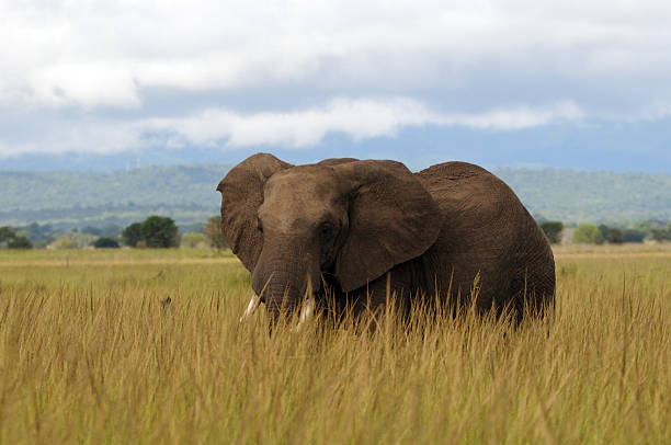 African elephant stock photo