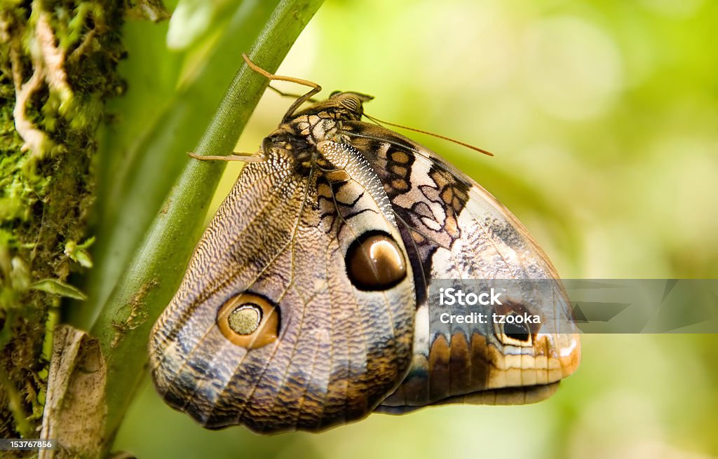 Caligo eurilochus - Foto stock royalty-free di Animale