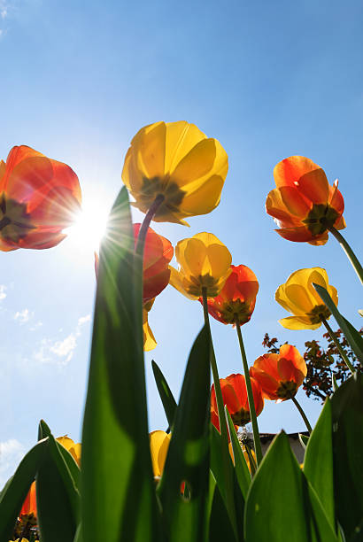 istock Yellow and red tulips 153767969