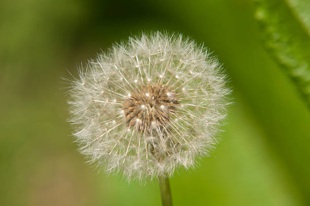 Plant, Dandelion, Taraxacum officinale, seed head stock photo