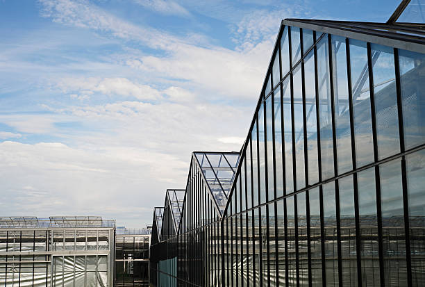 istock Greenhouses with Glassroofs 153768425