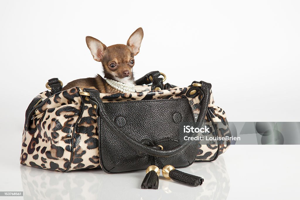 Tiny Chihuahua In A Fancy Purse Stock Photo - Download Image Now