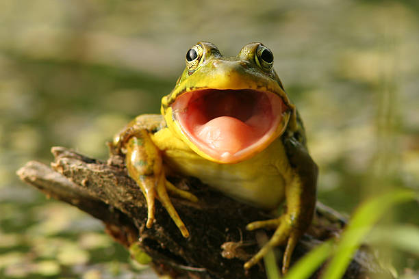 Green Frog (Rana clamitans) with Mouth Open, Pinery Provincial Park Green Frog with mouth open preparing to catch an insect frog photos stock pictures, royalty-free photos & images