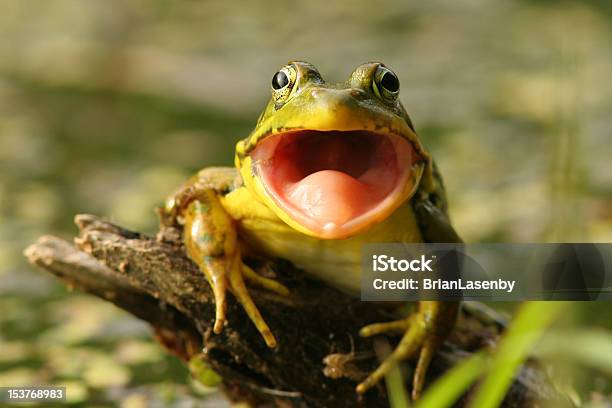 Green Frog With Mouth Open Pinery Provincial Park Stock Photo - Download Image Now