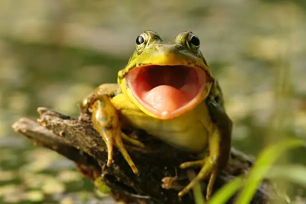 Green Frog with mouth open preparing to catch an insect