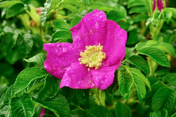 uma rosa é uma planta de floração perene amadeirada do gênero rosa, na família rosaceae, ou a flor que carrega. há mais de trezentos espécies e dezenas de milhares de cultivares. - field flower danish culture sunlight - fotografias e filmes do acervo