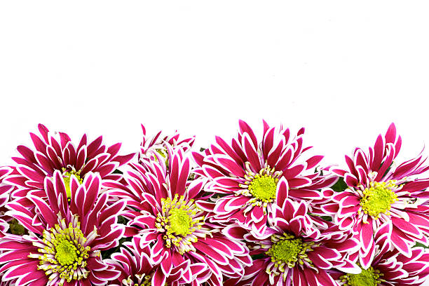 red chrysanthemums border isolated on white stock photo