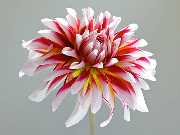 single white with red and yellow dahlia stock photo