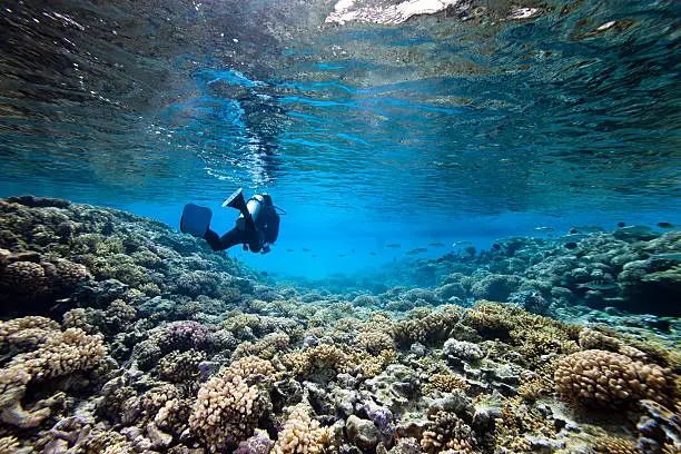 A scubadiver swim in lagoon with coral floor and translucide water
