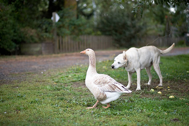 Dog and goose 2 stock photo