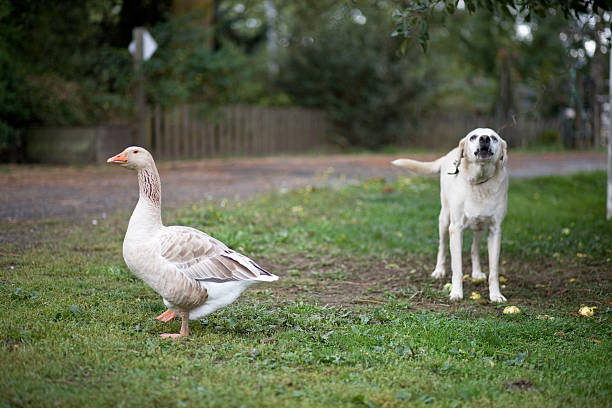 Dog and goose stock photo