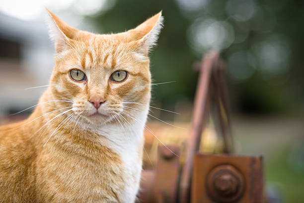 Orange tabby farm cat stock photo