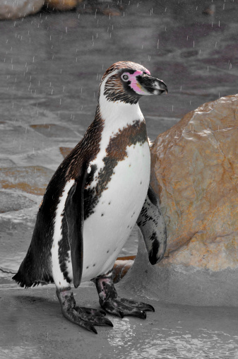 Closeup Humboldt penguin (Spheniscus humboldti) standing on a rock under the rain