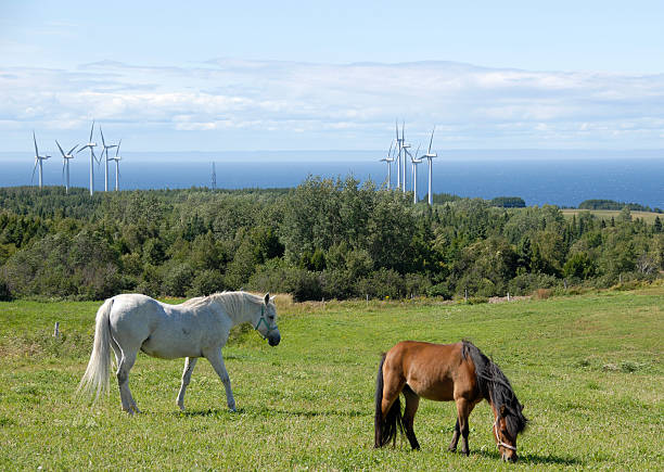 Two horses interacting on a field with the ocean in the background.