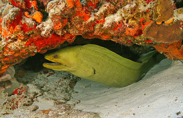 a moray fish on a brain coral in the caribbean sea
