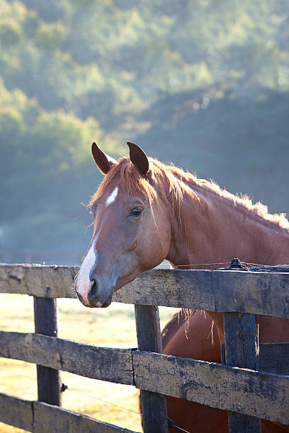 istock Brown horse standing at fence 153770151