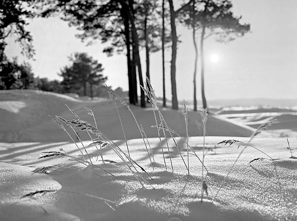 winter sunny landscape stock photo