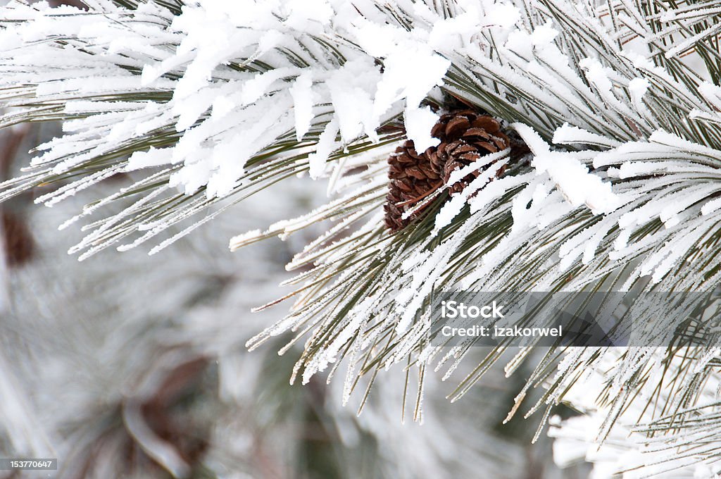 Close-up of conifer branch with two cones, snow covered Close-up of snow covered single branch of a pine tree conifer branch with two cones Branch - Plant Part Stock Photo