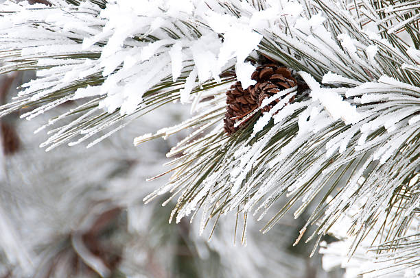 Close-up of conifer branch with two cones, snow covered stock photo