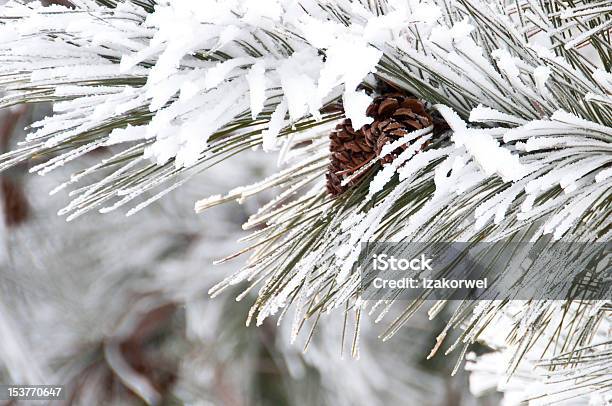 Closeup Of Conifer Branch With Two Cones Snow Covered Stock Photo - Download Image Now