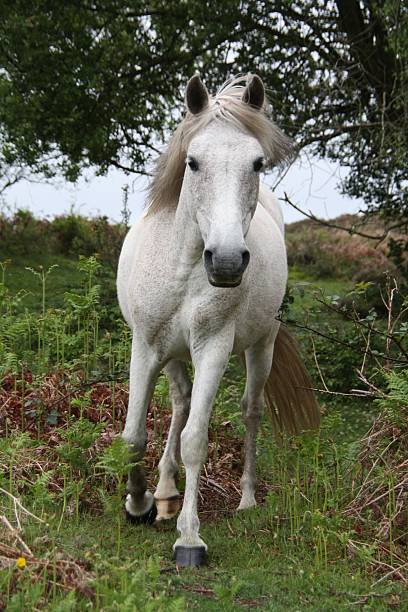 istock wild white filly ears pricked walking towards camera 153770736
