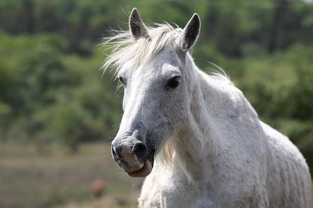 istock wild white mare shaking off flies from face 153770756