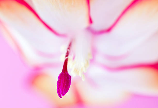 Pink flower abstract background (selective focus on pistil)
