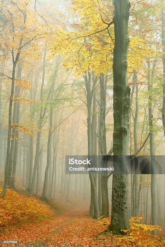 Forest trail in the fog Trail in misty autumn forest. Photo taken in the mountains of Central Europe. Alder Tree Stock Photo