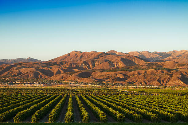 California Citrus Groves California crop fields in late afternoon light. grove stock pictures, royalty-free photos & images