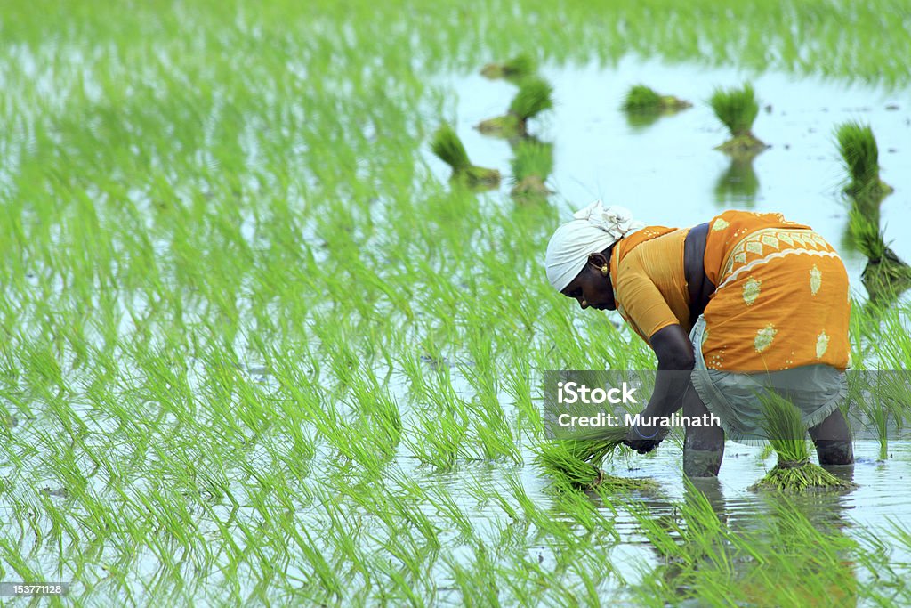 Indian farmer working on Field Female Worker Planting Fresh Rice on the Field in India Agriculture Stock Photo