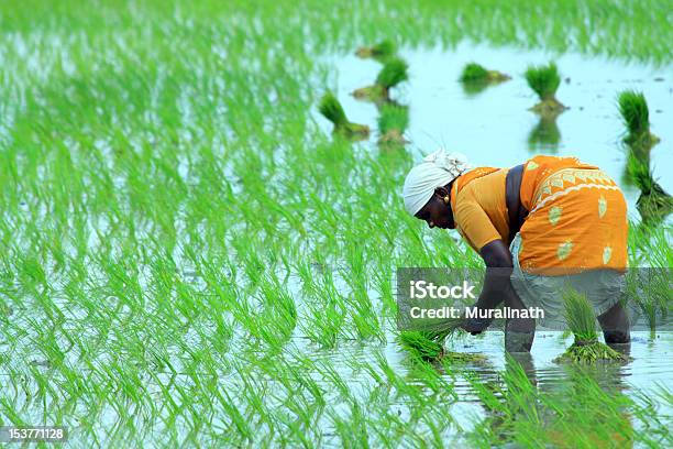 Indian Farmer Working On Field Stock Photo - Download Image Now - Agriculture, India, Tamil Nadu